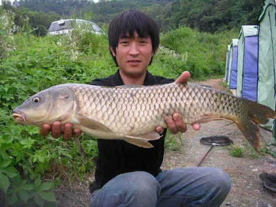 [괴기한테 지면 안돼요 !!]