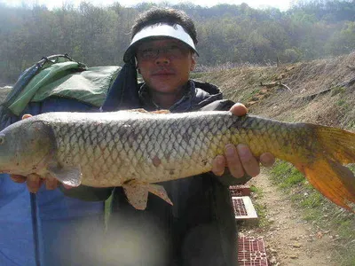 [도화(桃花) 만발하고.......]