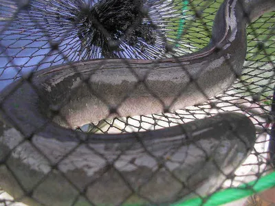 [1m 이상 또는 1kg 이상의 장어를 낚는다면~~~]