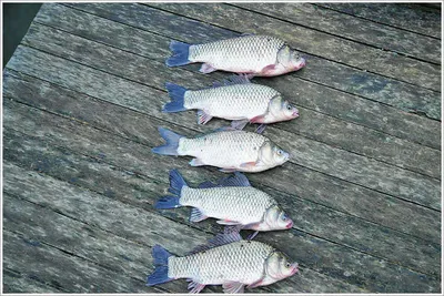 {{회암}} 오직! 단 한번만이라도...