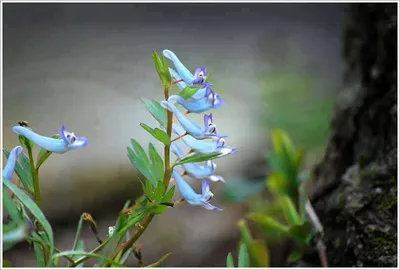 {{회암}}  예쁜 자태를 지닌 덩어리...