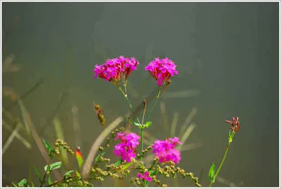 토종 41.6센티의 덩어리 등장...