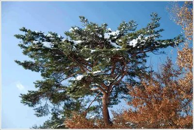 {{회암}} 추운 날씨이지만...