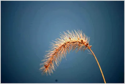 {{회암} 드리운 낚시대 끝에 ...