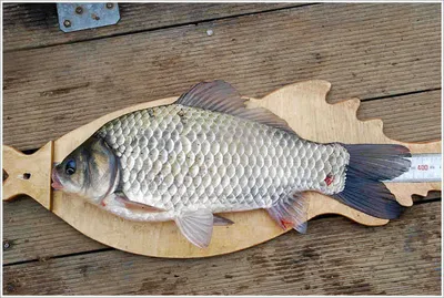 새우를 먹고 나온 39센티의 붕어...