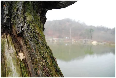 39.0센티의 혹부리 붕어