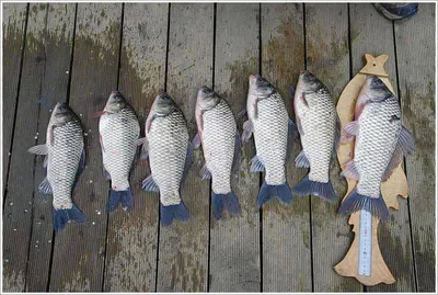 {{회암}} 이것이 38.1센티의 회암 토종붕어...