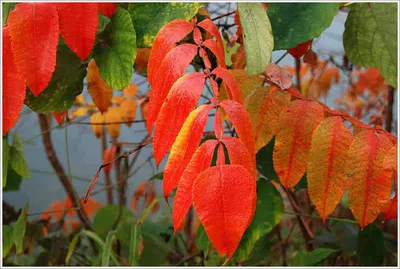 {{회암지}} 일탈의 여백...