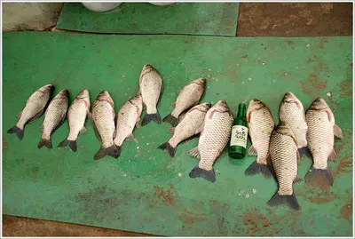 35㎝ 붕어는 아우... ^^*