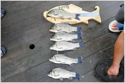 {{회암}}  보편적으로 저조한 주말에 관고기급의 조황을...