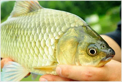 {{회암}} 토종 월척 황금색 붕어의...