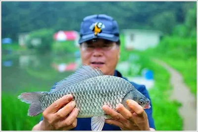 {{회암}} 7월02일 새벽에 등장한 38.4센티 덩어리...