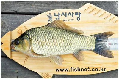 탐스러운 월척...