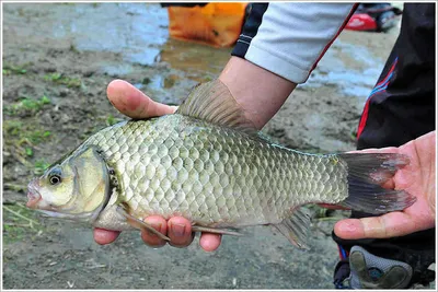 {{회암}} 속보 "가을의 전설"이 시작되고...