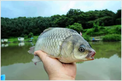 {{회암}}  4짜를 훌쩍 넘기는 덩어리급...