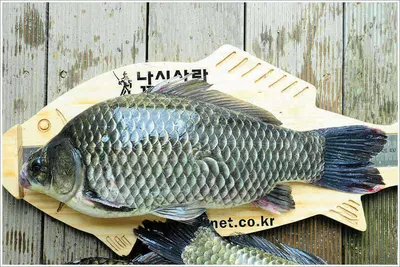 한여름 밤 토종 혹부리 42.7센티의 등장...