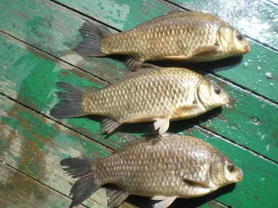 자갈섬낚시터조황