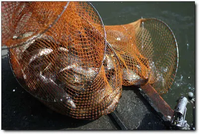 [각평] 봄날의 꿈...대박의 꿈