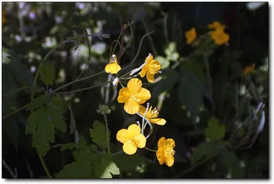 [각평] 初夏의 꿈