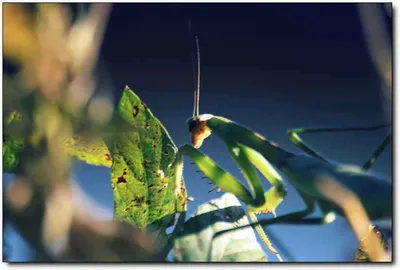 [각평] 가을붕어 만나기