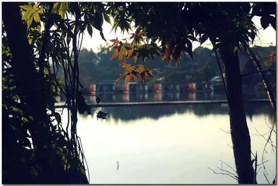 [각평] 먹성좋은 붕어들...^^