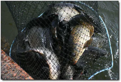 [각평] 만수위의 주중조황