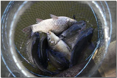 [각평] 어신은 춘풍을 타고...