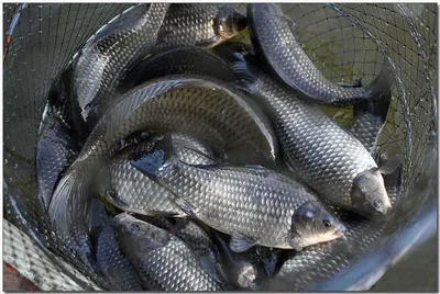 [각평] 호쾌한 스윙...짜릿한 손맛...^^