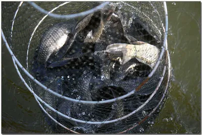 [각평] 겨울 물낚시의 묘미...