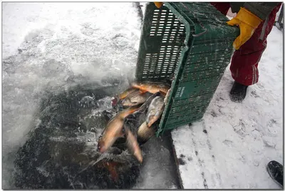 [각평] 극한의 한파속에서...