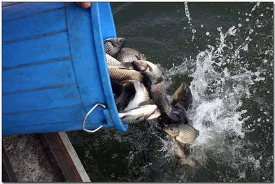 [각평] 붕어...입을 열다...^^