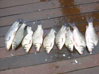 자갈섬주말조황