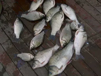 자갈섬낚시터 조황