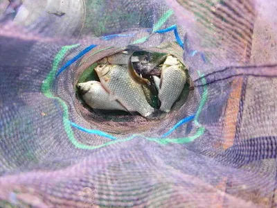 춘천의암호♡자갈섬낚시터