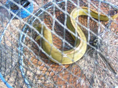 자갈섬조황과전경