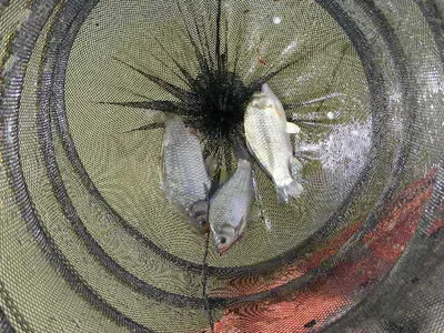 자갈섬낚시터 조황