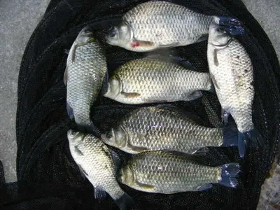 자갈섬낚시터 조황