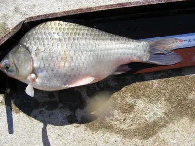 자갈섬낚시터조황