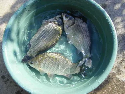 자갈섬주말조황