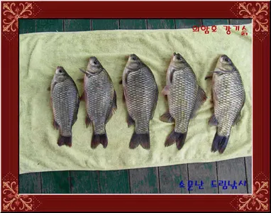 좌대비인하30,000원의암호소문난드림낚시입니다.