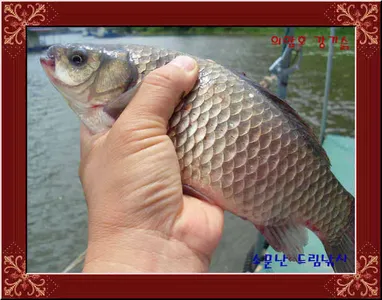 좌대비인하30,000원의암호소문난드림낚시입니다.