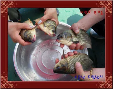 토종붕어들의향연의암호소문난드림낚시입니다.