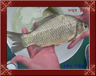 의암호 강기슭 소문난 드림낚시입니다.