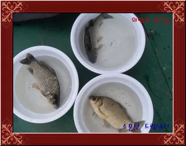 의암호 강기슭 소문난 드림낚시입니다.