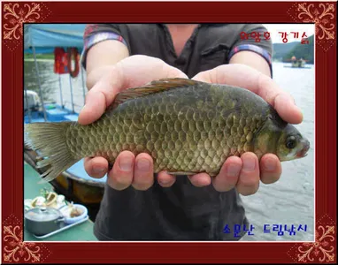 의암호강기슭소문난드림낚시입니다.