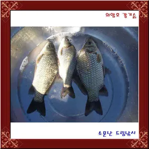 의암호강기슭소문난드림낚시입니다.