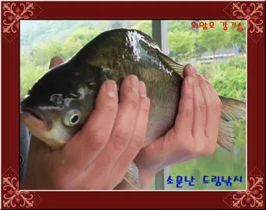 좌대비인하30,000원의암댐소문난드림낚시.