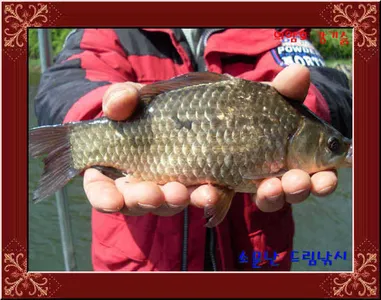좌대비인하30,000원의암호소문난드림낚시입니다.