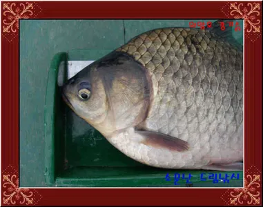 조대비인하30,000원.의암호 소문난드림낚시입니다.