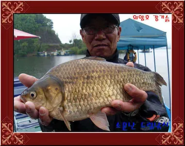 l 36,5cm토종.좌대비인하30,000원의암댐소문난드림낚시.